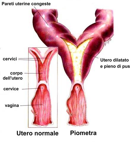 Piometra - Veterinario San Giorgio Dr. Sergio Comoglio