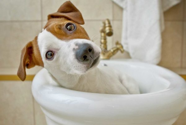 Cane al bagno - Diarrea del cane - Veterinario San Giorgio