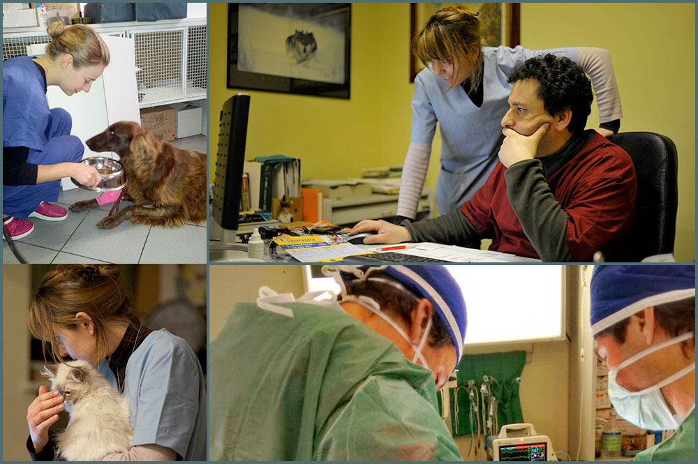 Centro Veterinario San Giorgio - Staff a lavoro.jpg