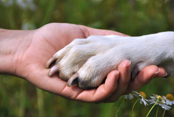 Filariosi, prevenzione e cura - Centro Veterinario Dr. Sergio Comoglio